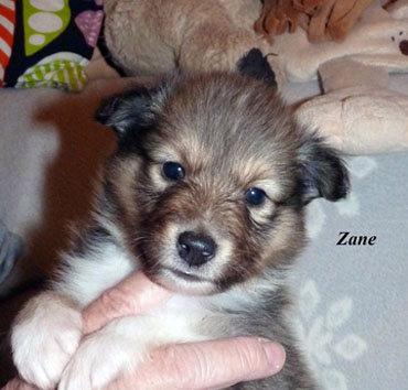 No 1 : Zane Sable Like Liam