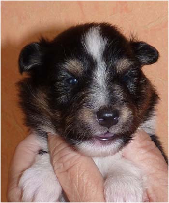 No 2 : der erste TRI Bub