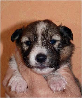 No 1 : das sable M&auml;dchen