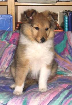 Ayurveda Midnight Magic