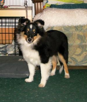 Ayurveda  Shipshape Shane